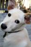 Animal Supply House Pet Franchise