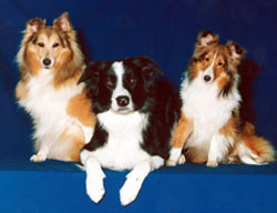Bark Busters Pet Franchise