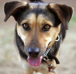 Bark Busters Pet Franchise